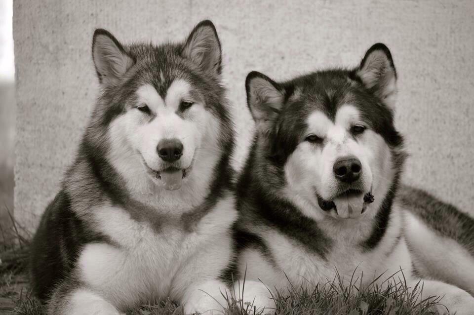 Alaskan malamute Suri billede 13