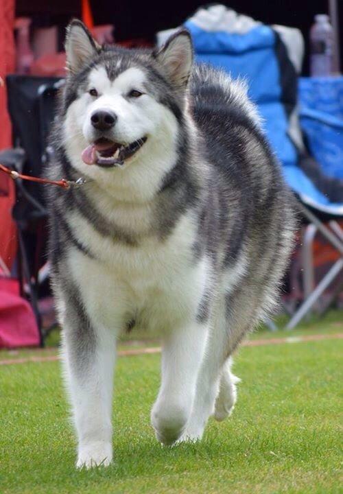 Alaskan malamute Suri billede 15