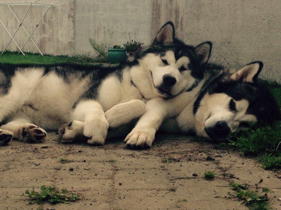 Alaskan malamute Suri billede 14