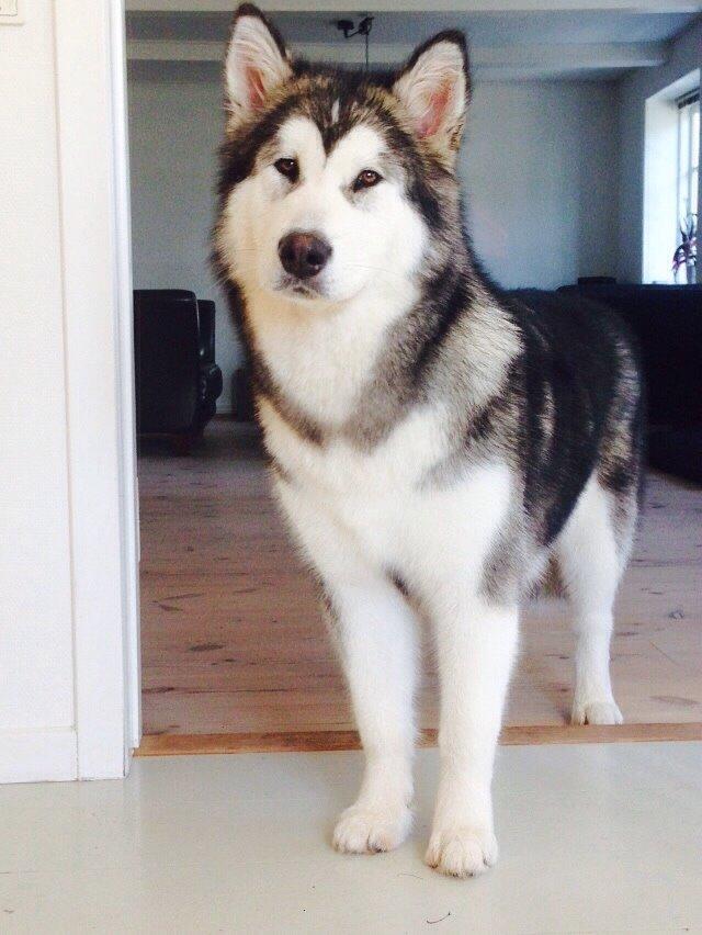 Alaskan malamute Suri billede 16