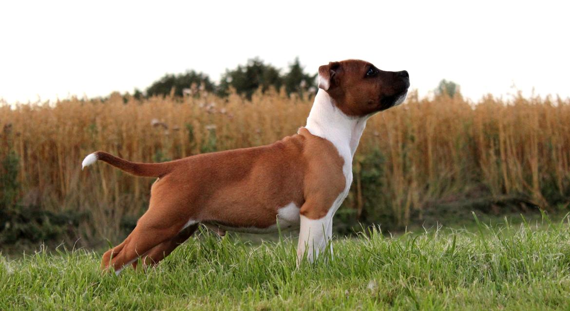 Staffordshire bull terrier *TwoFace* billede 8