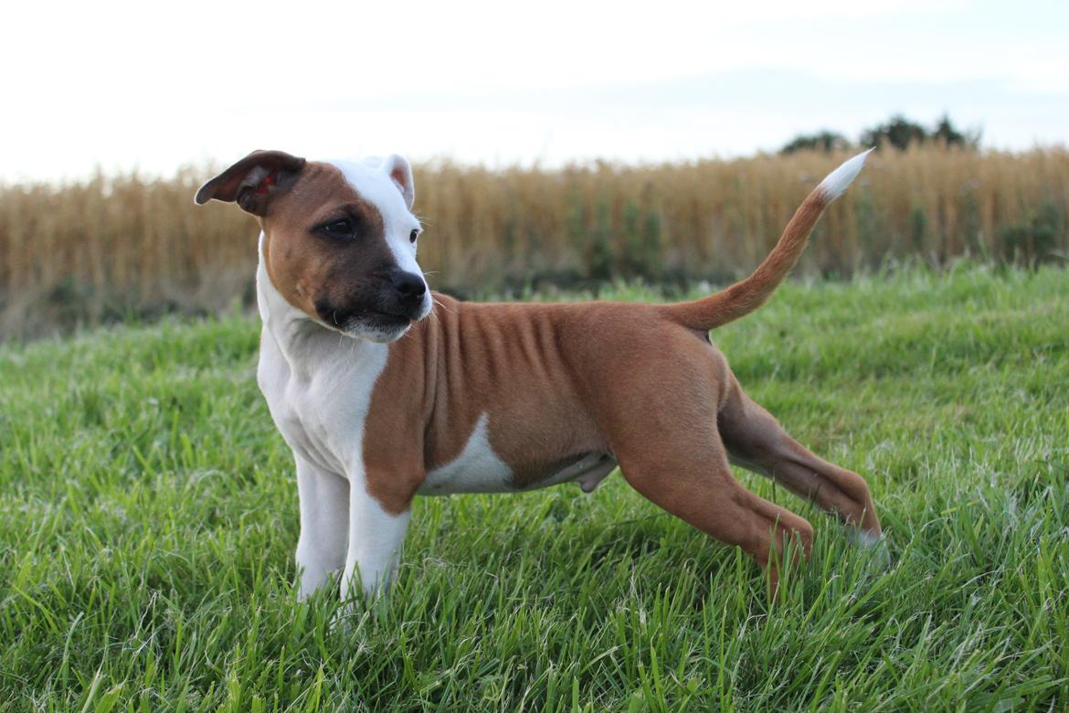 Staffordshire bull terrier *TwoFace* billede 9