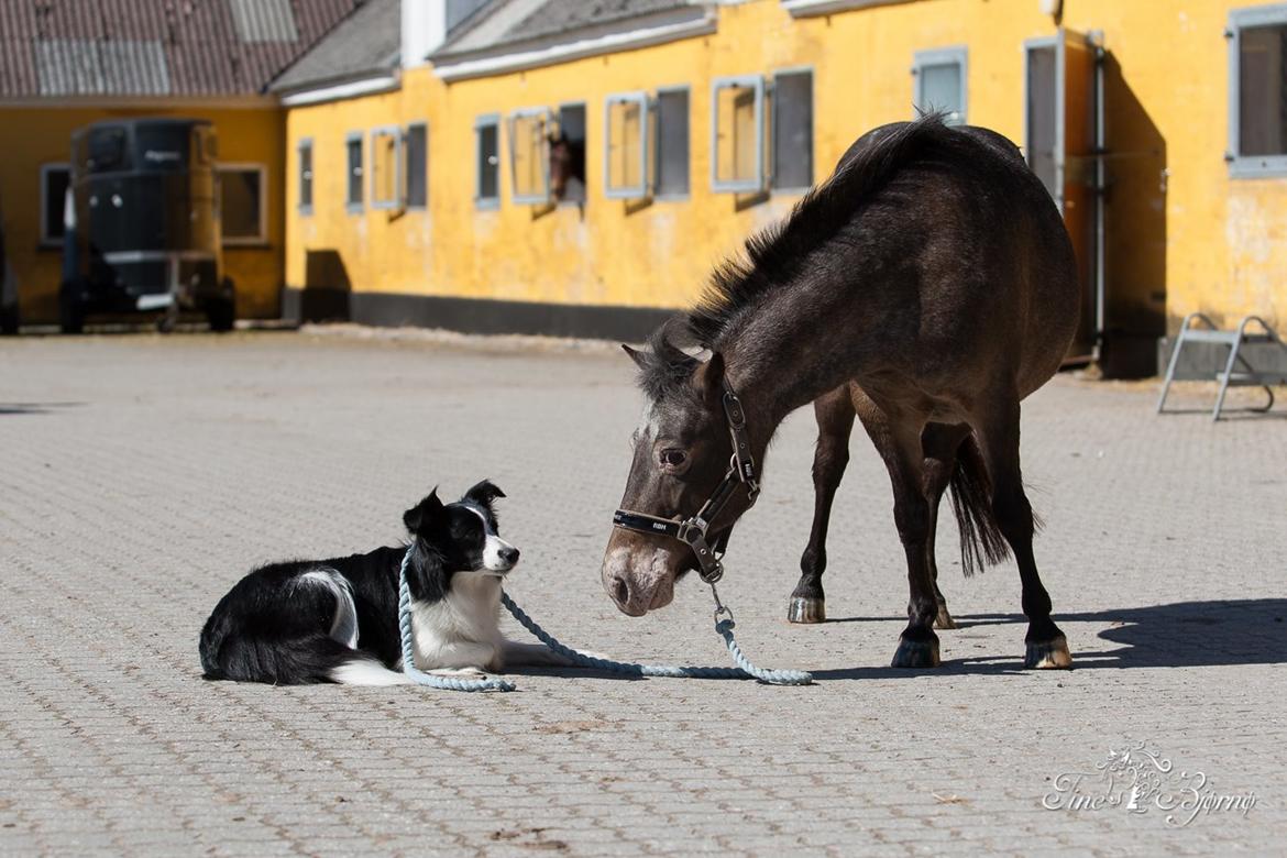 Border collie Kian Star Kianna billede 21