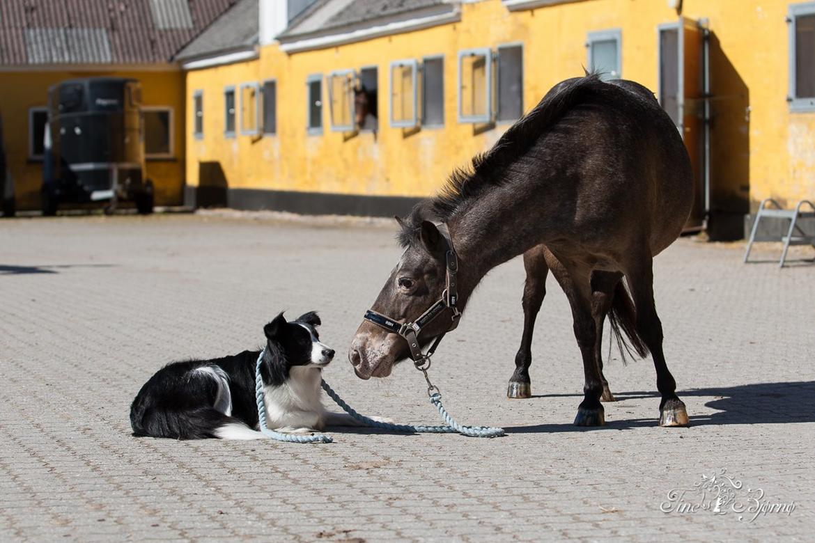 Border collie Kian Star Kianna billede 20