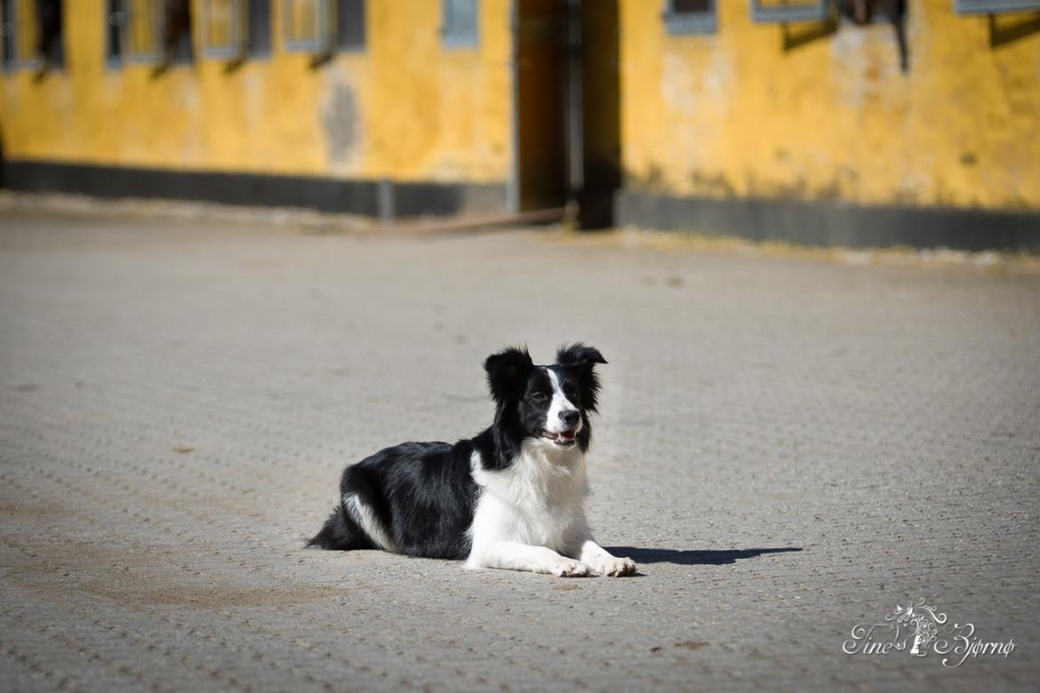 Border collie Kian Star Kianna billede 24