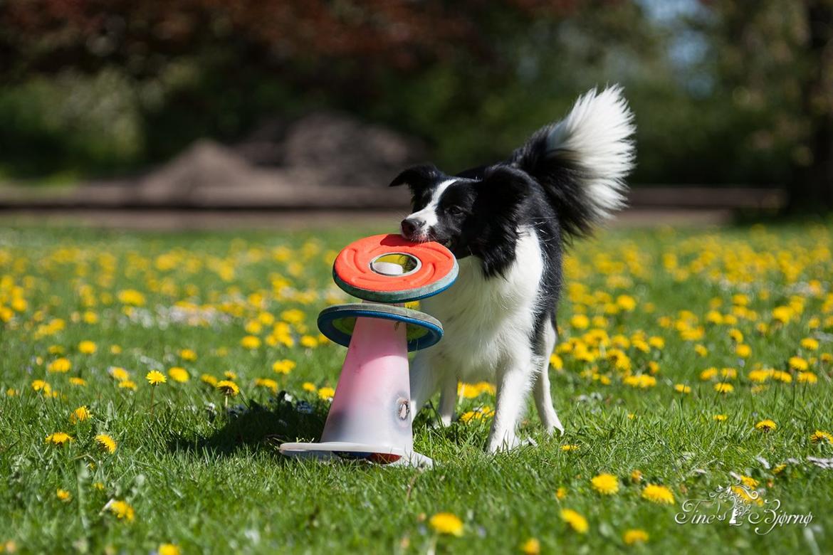 Border collie Kian Star Kianna billede 14