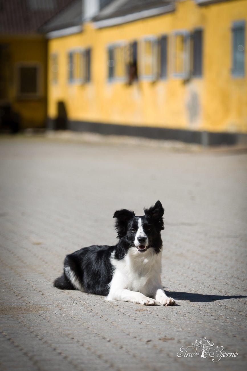Border collie Kian Star Kianna billede 25