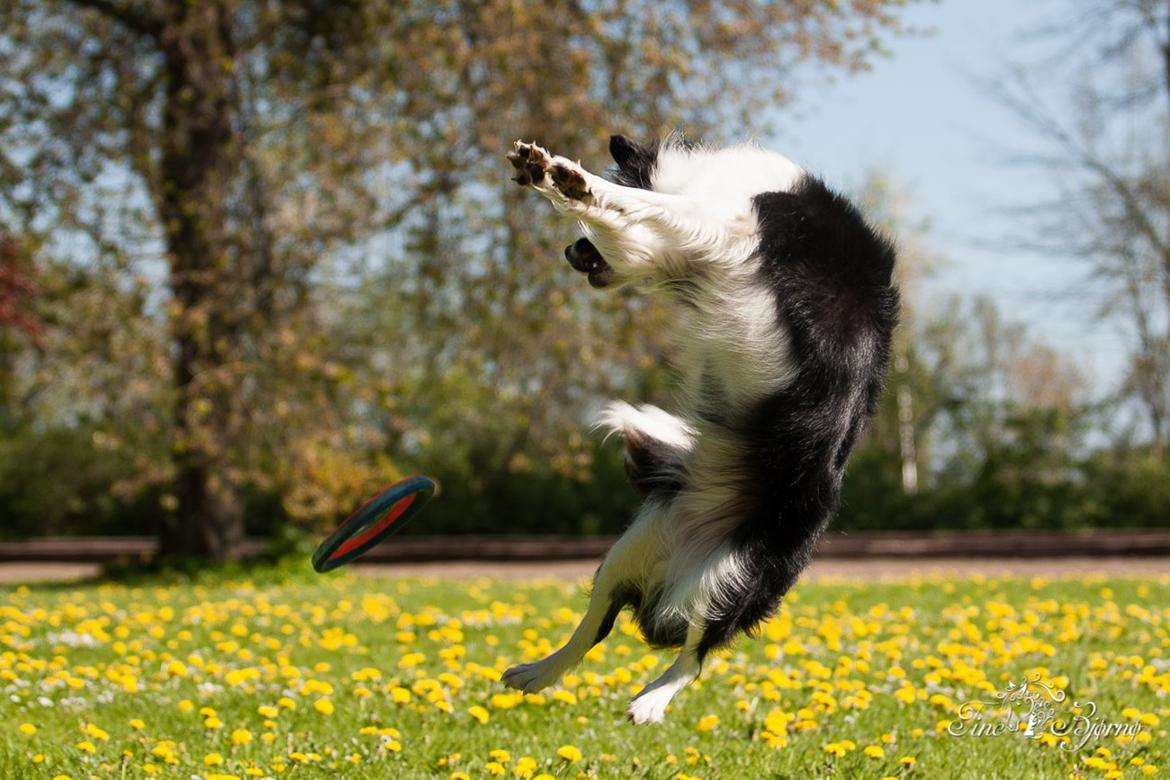 Border collie Kian Star Kianna billede 9