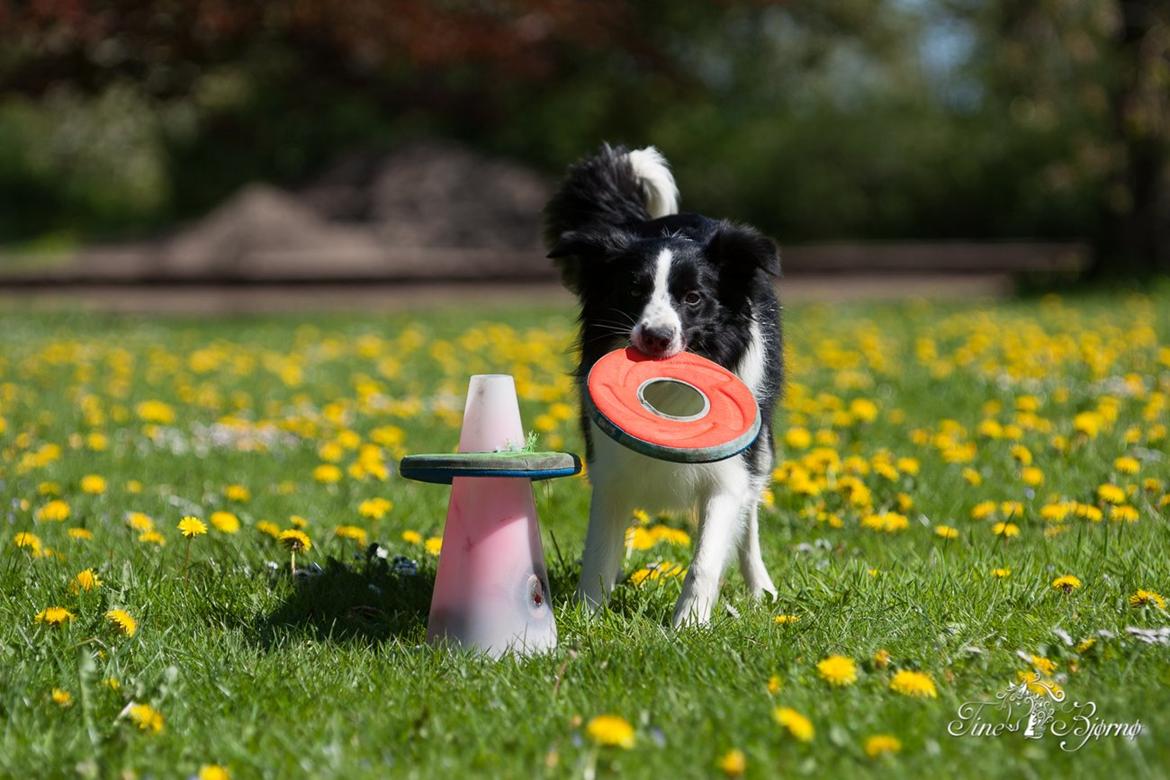 Border collie Kian Star Kianna billede 13