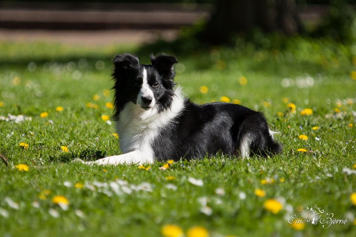 Border collie Kian Star Kianna billede 5