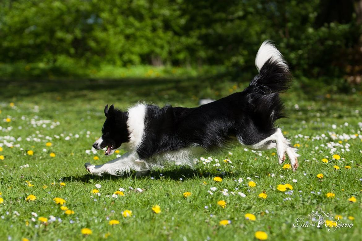 Border collie Kian Star Kianna billede 17