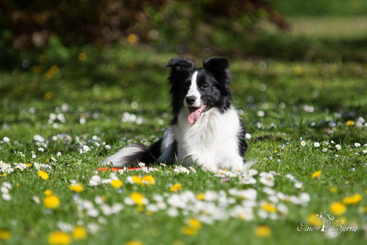 Border collie Kian Star Kianna billede 6