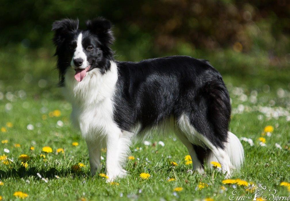 Border collie Kian Star Kianna billede 2