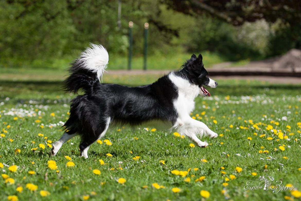 Border collie Kian Star Kianna billede 12