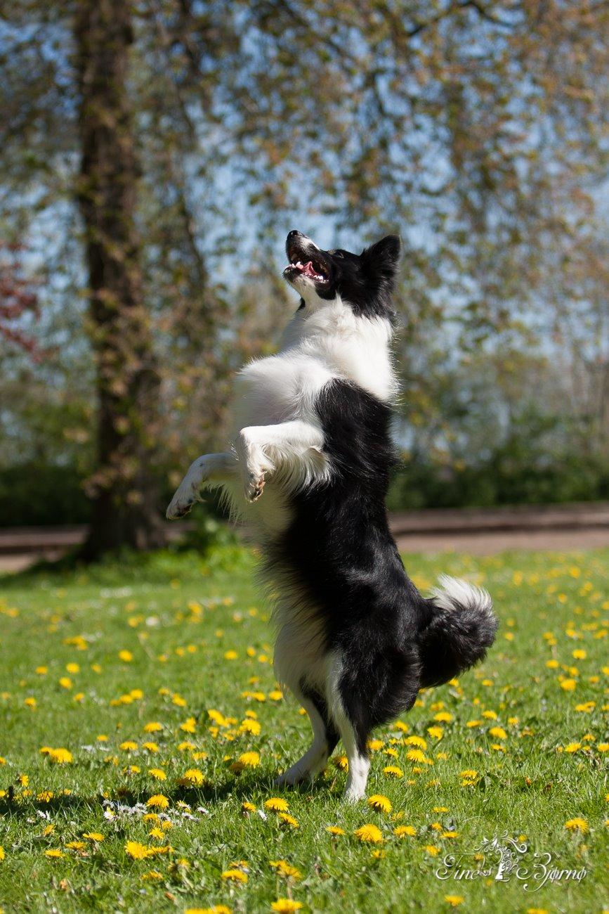 Border collie Kian Star Kianna billede 19