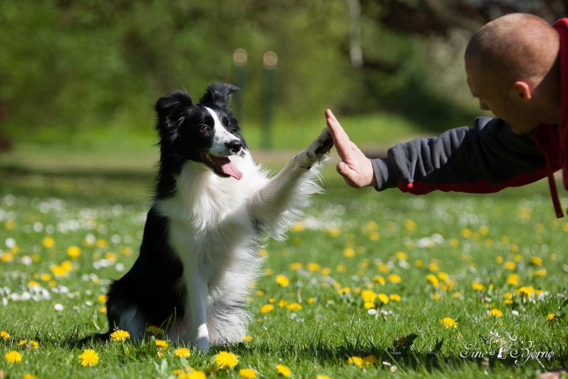 Border collie Kian Star Kianna billede 10