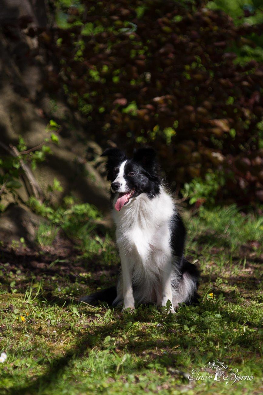 Border collie Kian Star Kianna billede 15