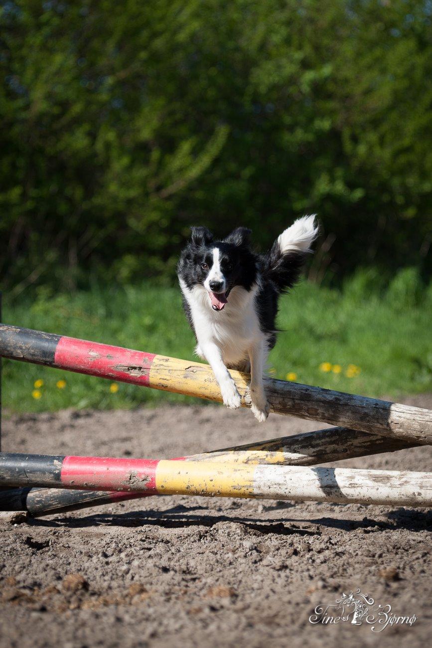 Border collie Kian Star Kianna billede 8