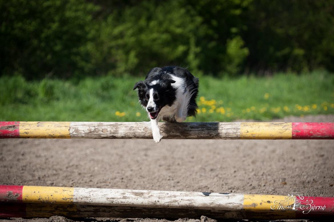 Border collie Kian Star Kianna billede 7
