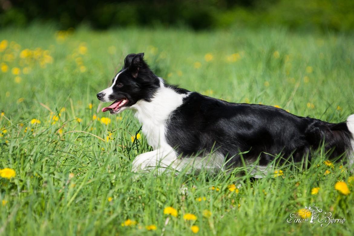 Border collie Kian Star Kianna billede 16