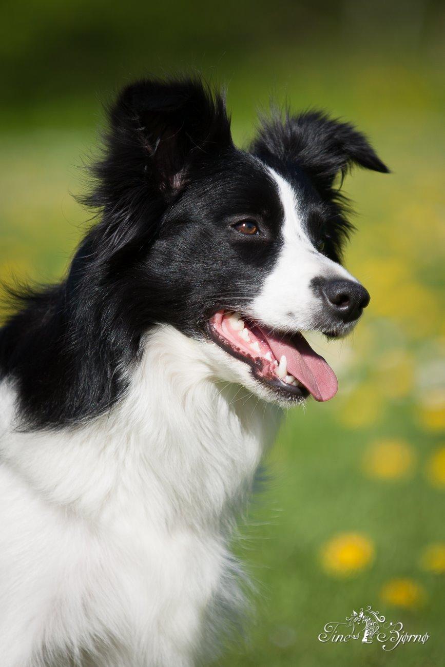 Border collie Kian Star Kianna billede 1