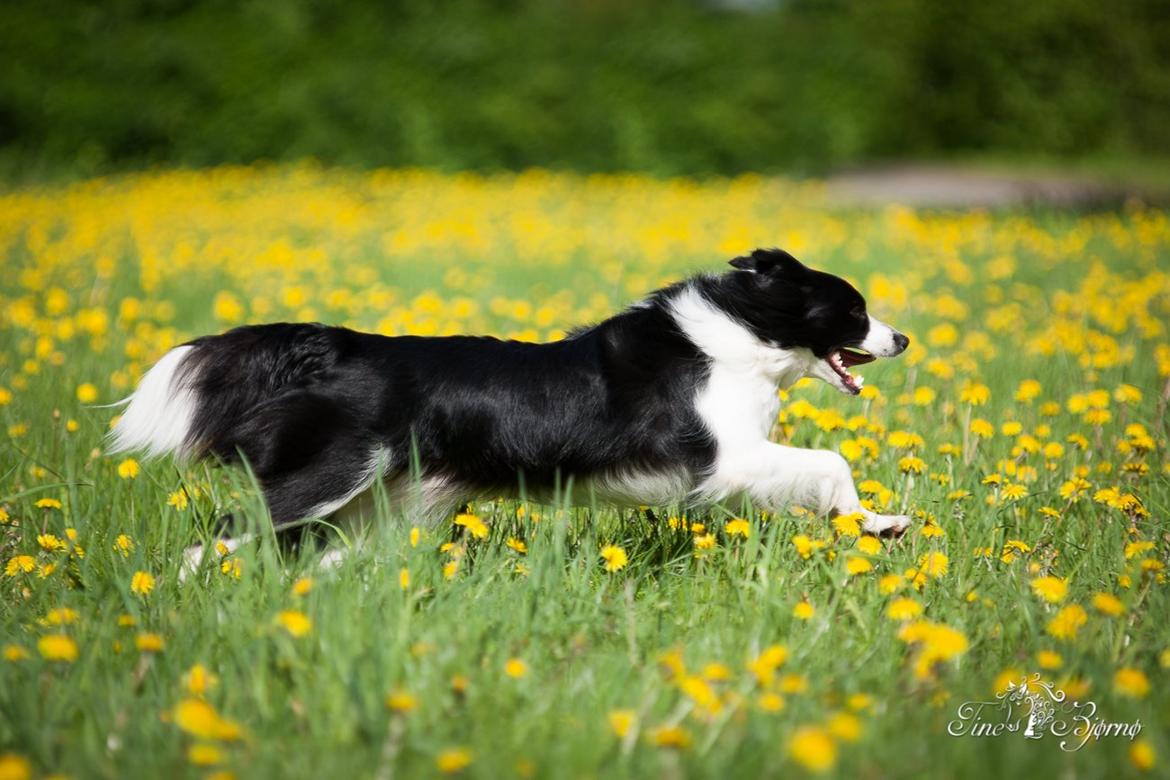Border collie Kian Star Kianna billede 11