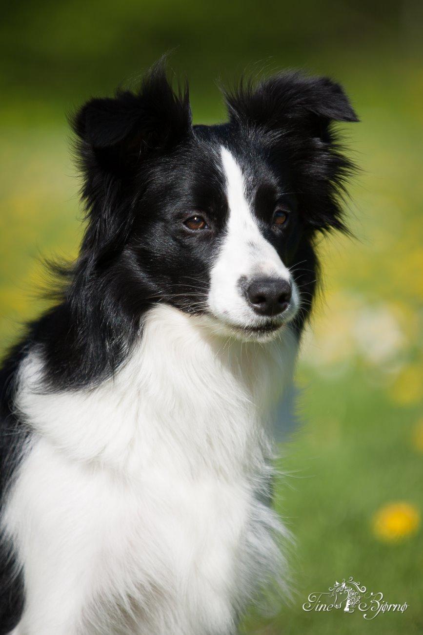 Border collie Kian Star Kianna billede 26
