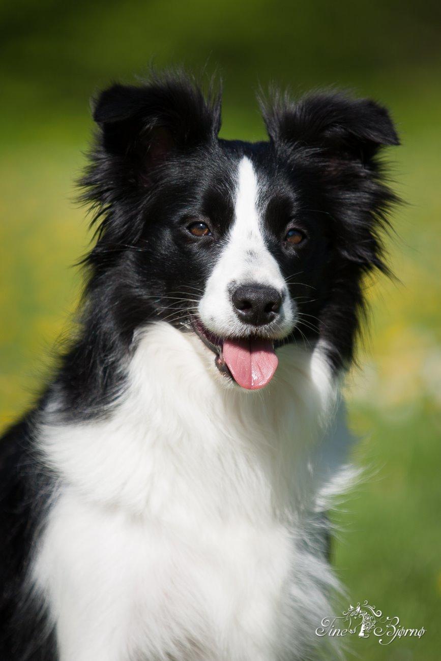 Border collie Kian Star Kianna billede 3
