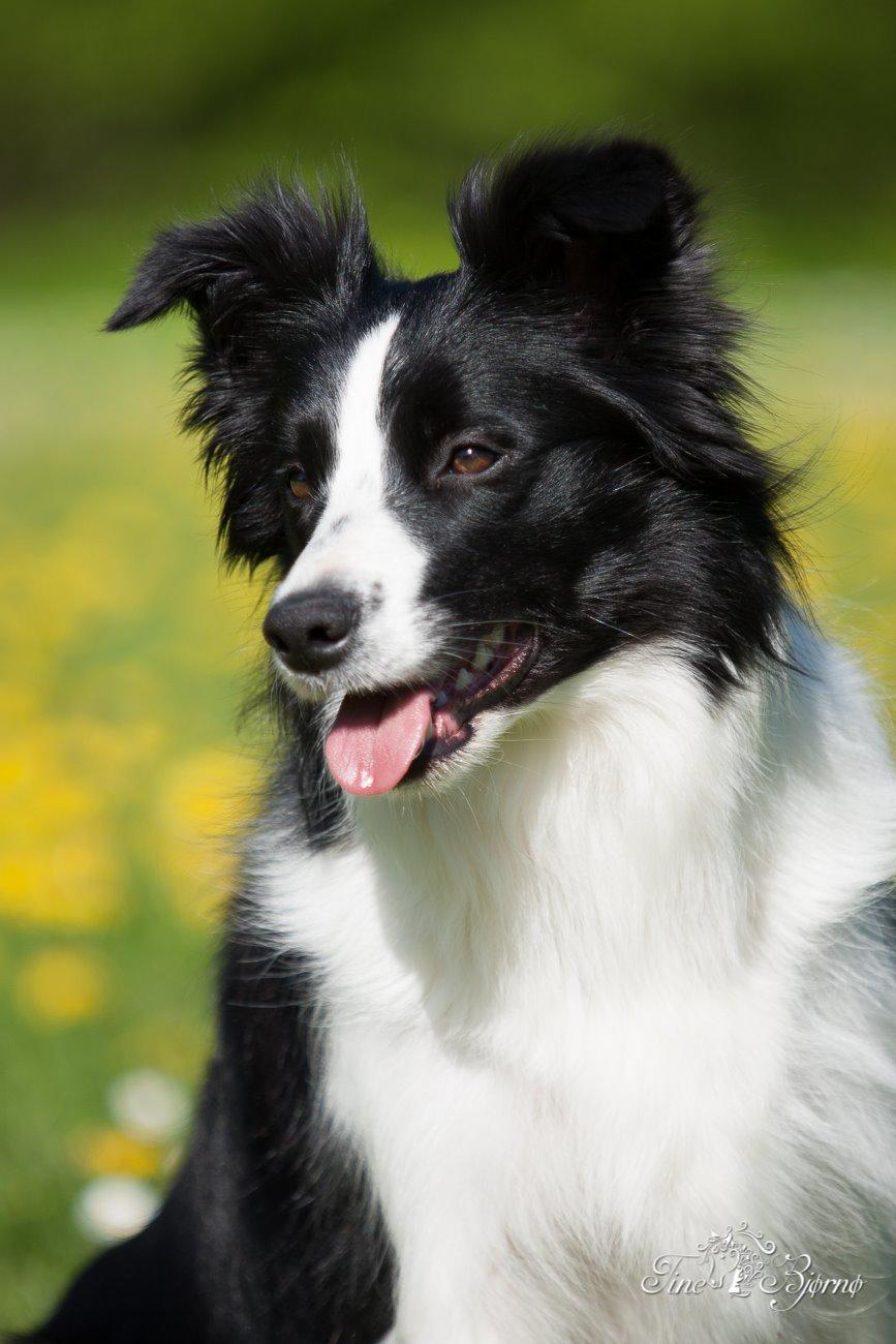 Border collie Kian Star Kianna billede 4