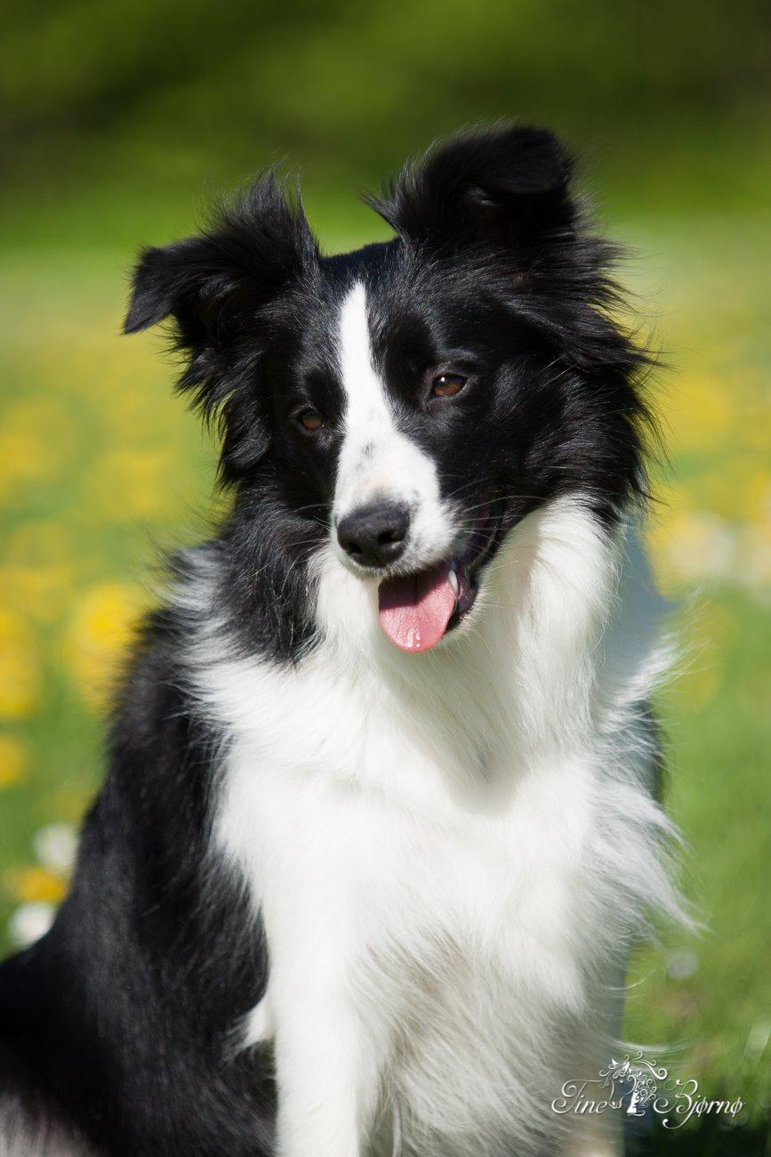 Border collie Kian Star Kianna billede 27