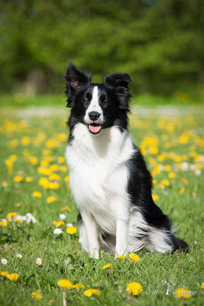 Border collie Kian Star Kianna billede 28