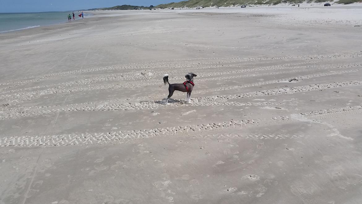 Chinese crested hårløs Priscilla (Cilla) - cilla ca 1 år billede 10