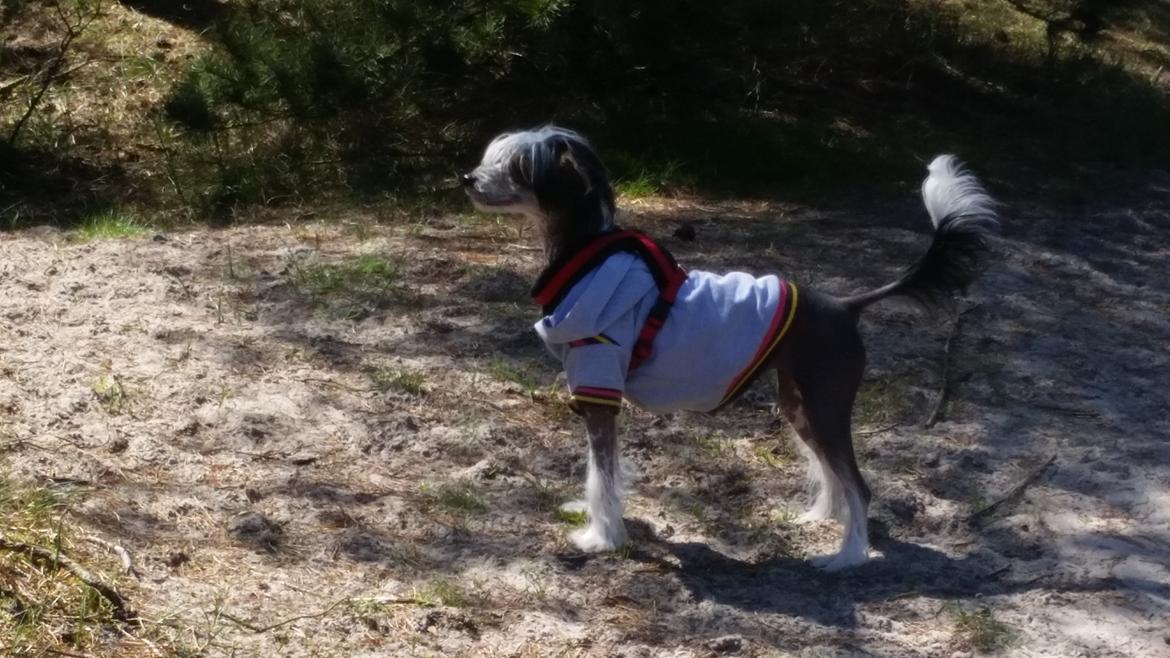 Chinese crested hårløs Priscilla (Cilla) billede 11