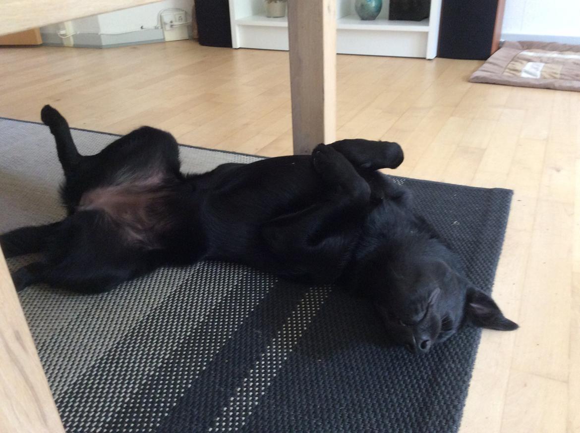 Australsk kelpie Asti - RIP November 2024 billede 17