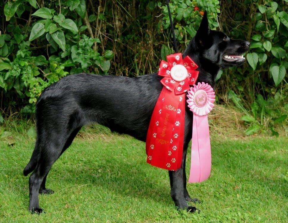 Australsk kelpie Asti - RIP November 2024 billede 14