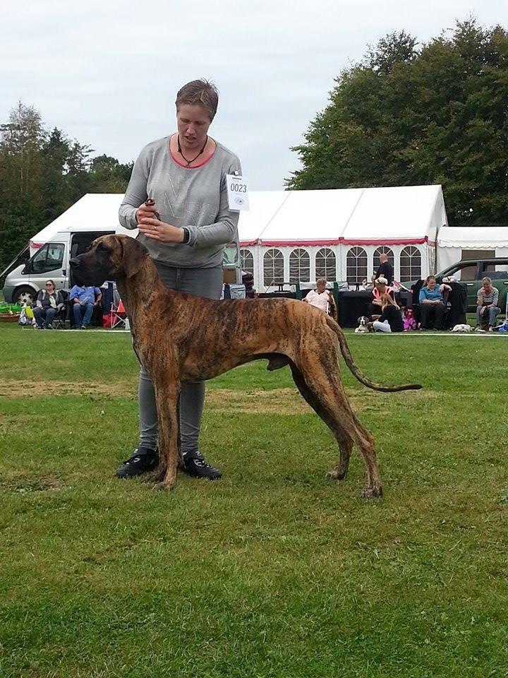 Grand danois Mini - Udstilling Treldenæs 2015 bedste mellemklasse han billede 35