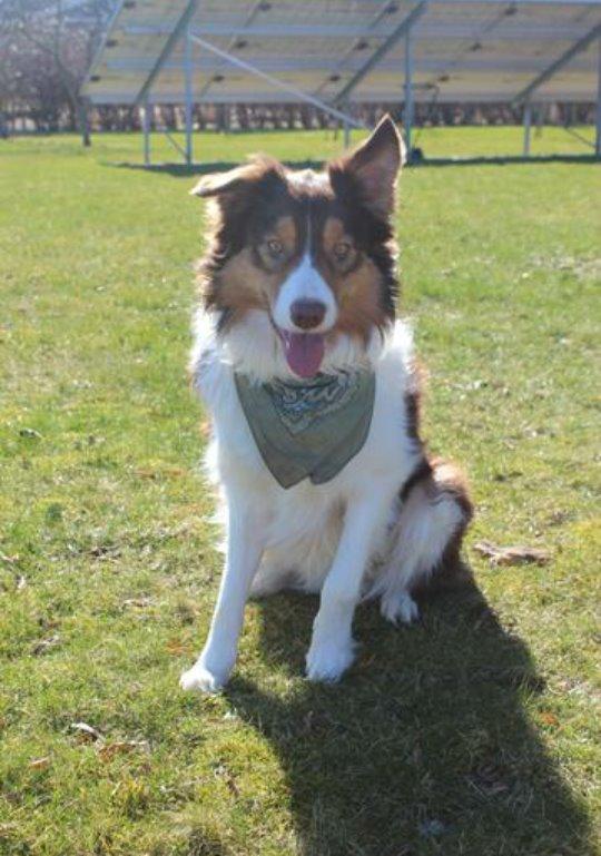 Border collie Max [himmelhund] billede 13