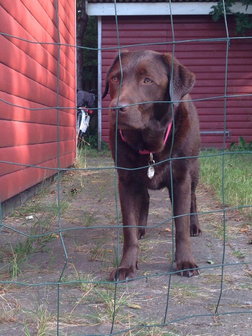 Labrador retriever Molli billede 5