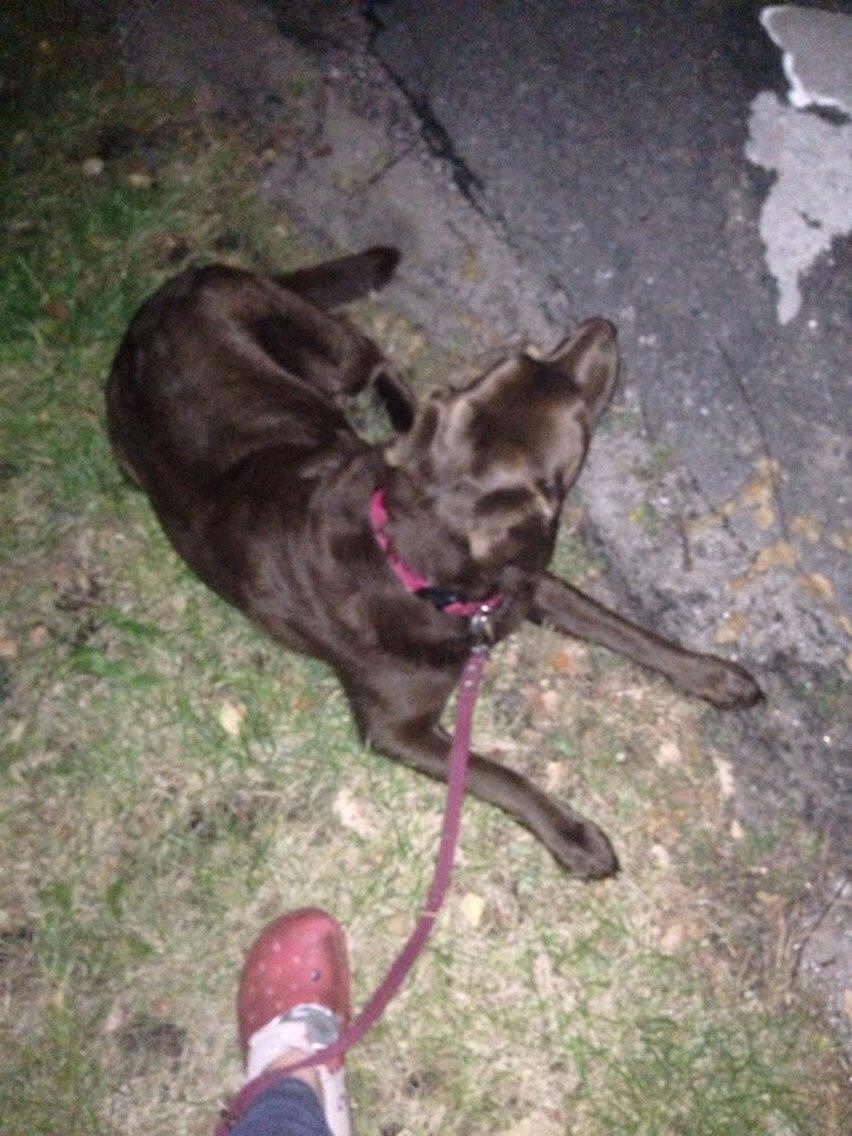 Labrador retriever Molli billede 7