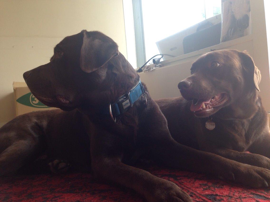 Labrador retriever Molli billede 8