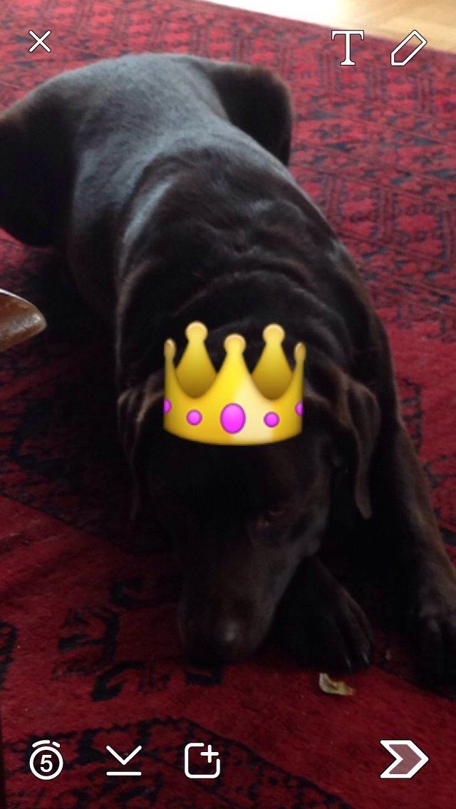 Labrador retriever Molli billede 6