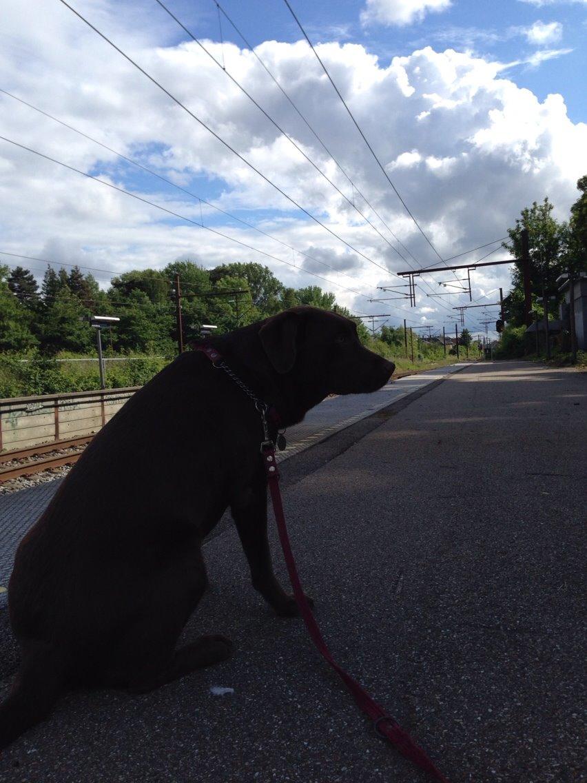 Labrador retriever Molli billede 9