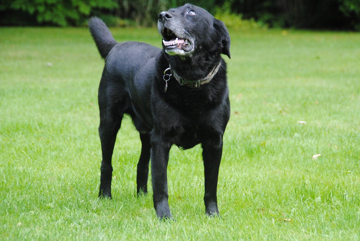 Labrador retriever Newton <3 - Søde Newton kigger på flyvemaskiner <3 billede 2