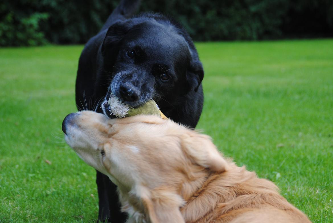 Labrador retriever Newton <3 - Han finder sig i det meste, men engang imellem må der sættes grænser :-D billede 28