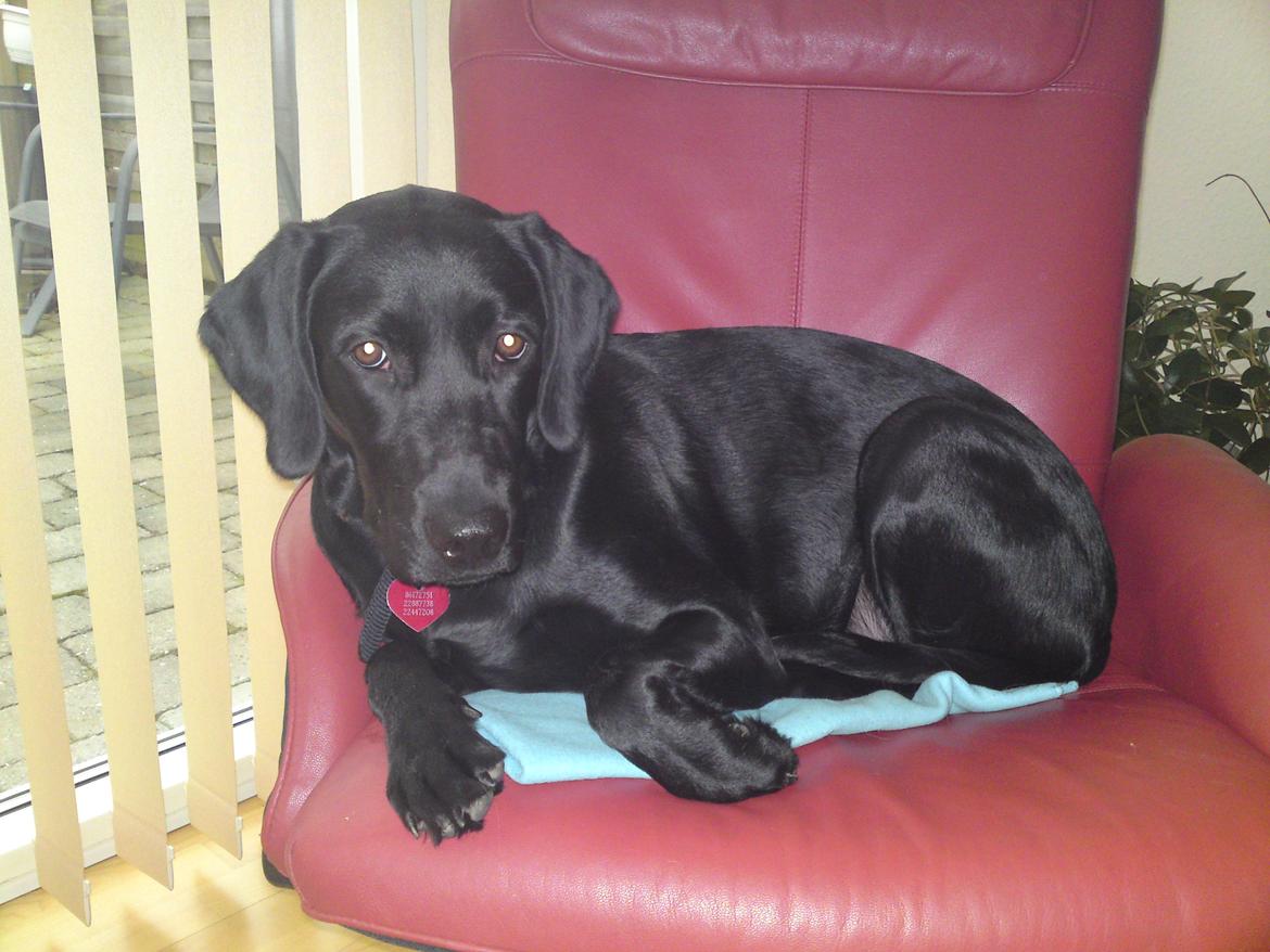 Blanding af racer Gaby - Her er vi heller ikke særlig gammel. Mormor har hentet mig, og jeg venter på mor for fri fra arbejde. I mellem tiden låner jeg lige onkel Gaz stol :)  billede 22