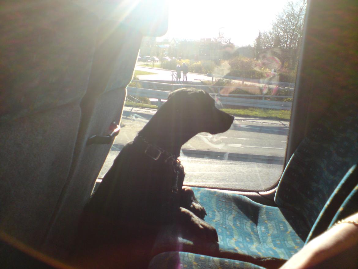 Blanding af racer Gaby - Mor og jeg er på vej til træning. Uhh hvor er det altså spændende at køre i bus billede 23