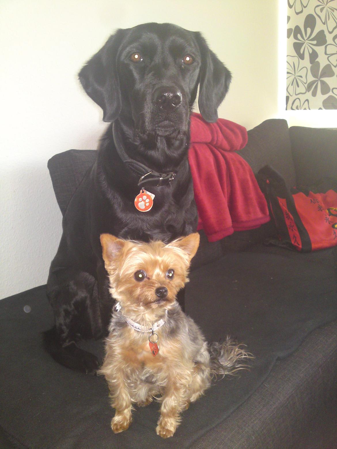 Blanding af racer Gaby - Hehe. Min mor er tosset. Men jeg er jo halv labrador, så jeg vil jo gøre alt for at gøre hende glad, så jeg kan få den godbid :)  billede 26