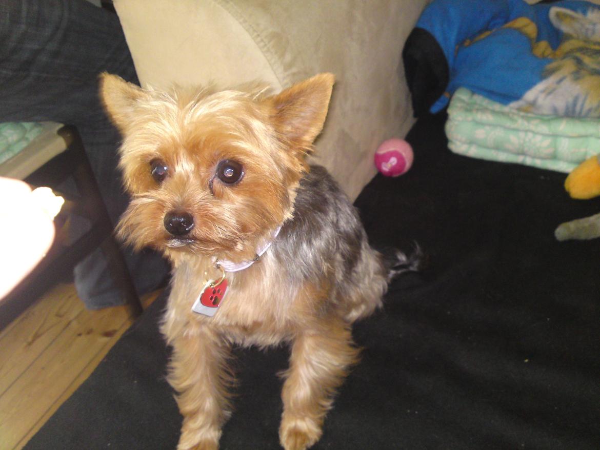 Yorkshire terrier Betsy - Giv mig bolden mor billede 21