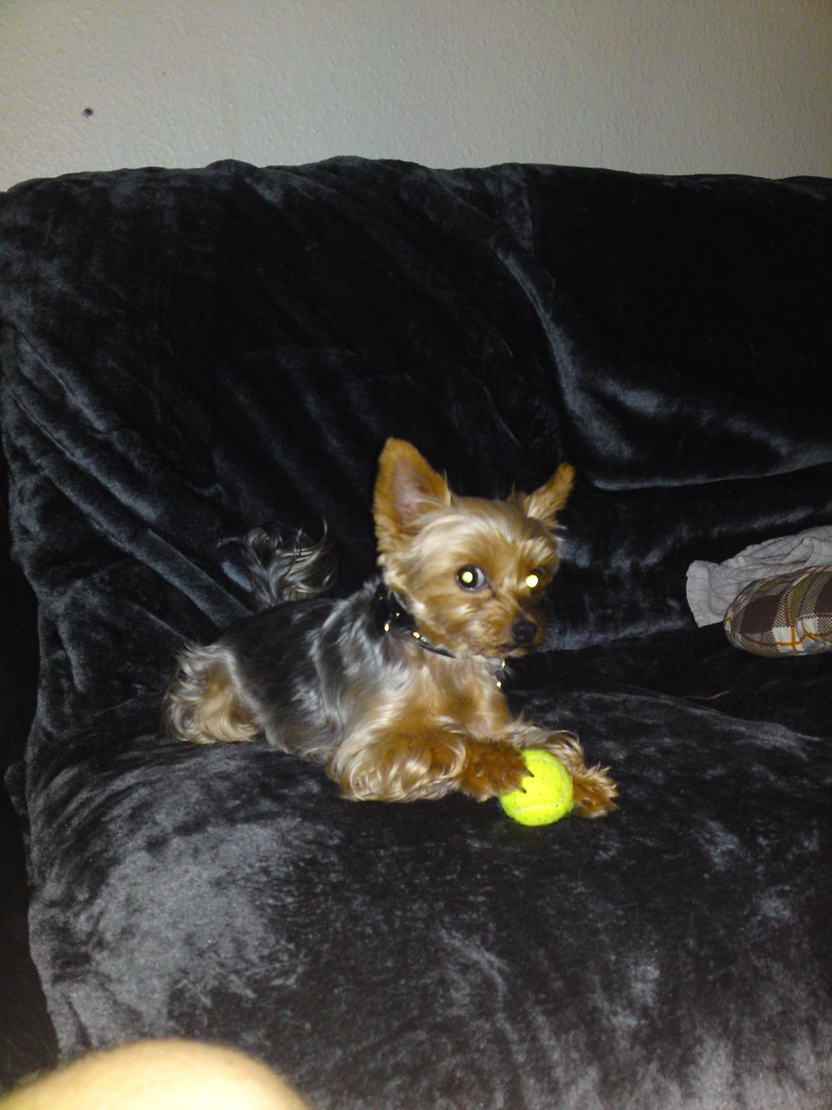 Yorkshire terrier Betsy - Åhh, den er så god den bold :)  billede 22