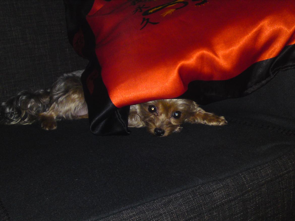 Yorkshire terrier Betsy - Moar lad mig nu sove!  billede 23